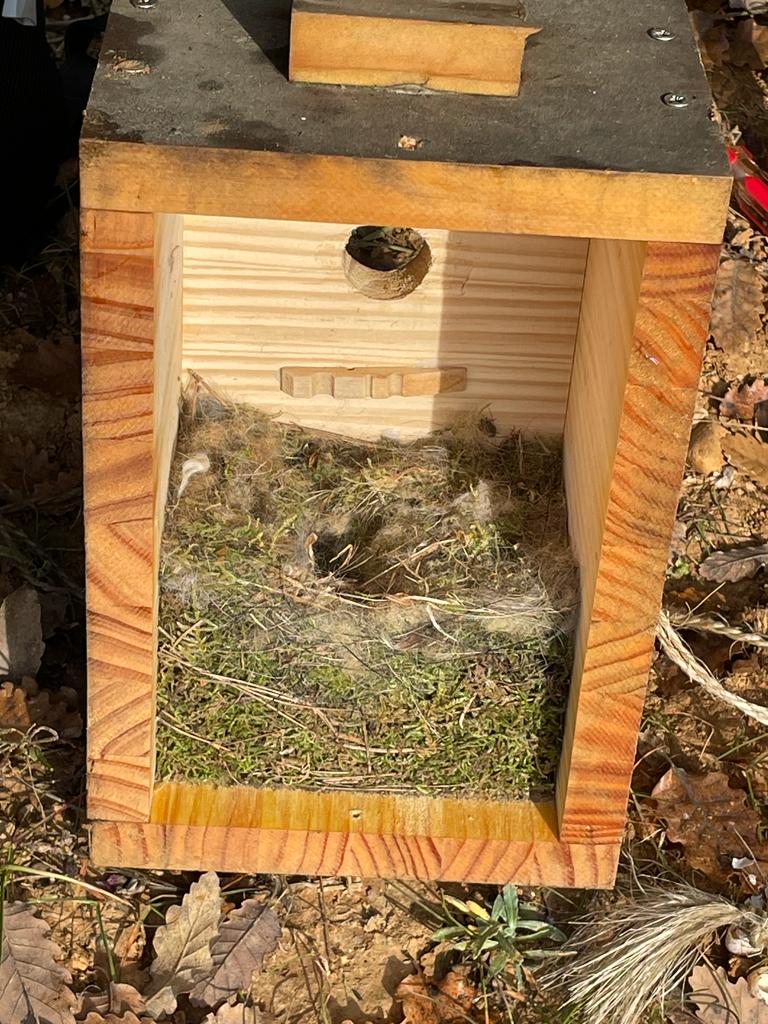 Paquet gruixut de molsa en un niu a Sant Cugat