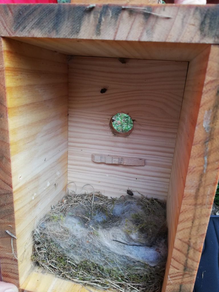 Paquet molt més prim i amb elements artificials en un niu al Parc del Guinardó