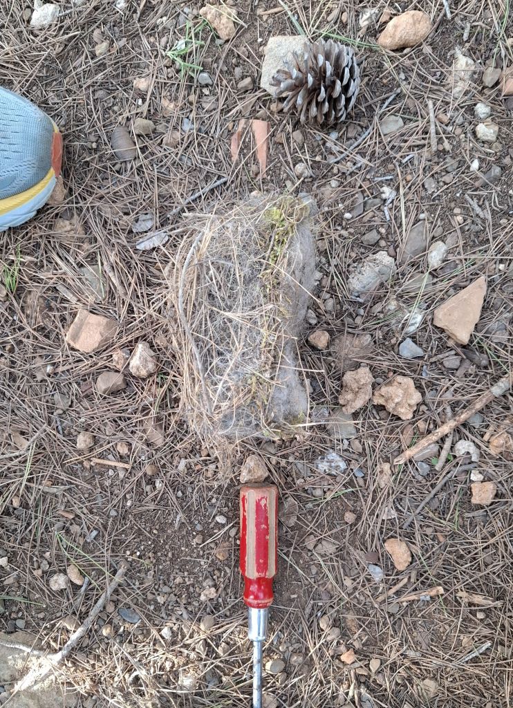 Paquet mínim i amb molt poca molsa en un niu del Parc del Guinardó el 2024