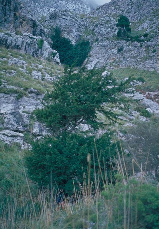 taxus_baccata_o_teix_a_sa_coma_fosca_1979